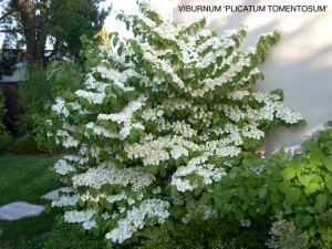 Viburnum plicatum (tomentosum 'Sterile') 'Maresii' 1